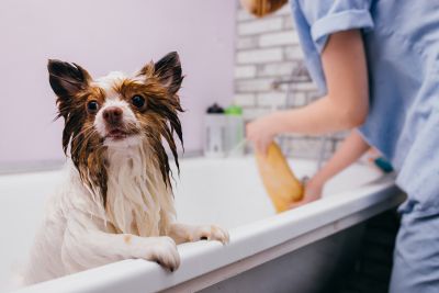 Pet Grooming and Pet Sitting Insurance in Carlsbad, CA by Carlsbad General Insurance