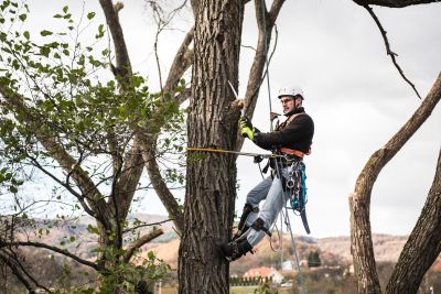 Tree Trimming Insurance in Carlsbad, CA by Carlsbad General Insurance